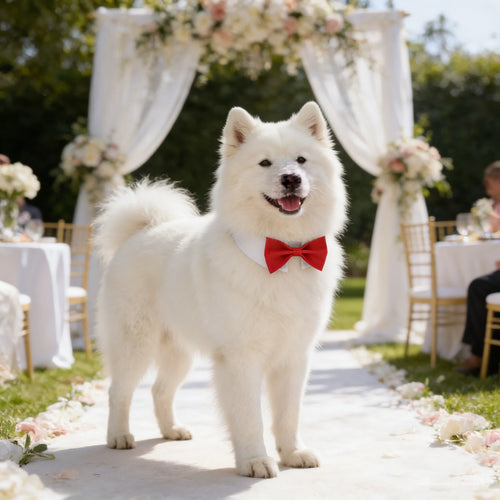 Adjustable Pet Tuxedo Bow Tie Collar